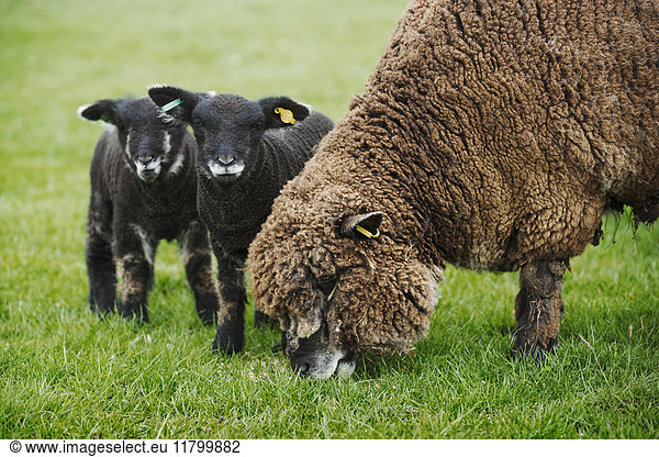 A brown sheep and two black lambs in a field.