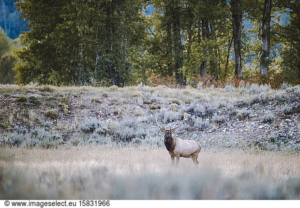 A buck looks off into the distance while standing in a field.