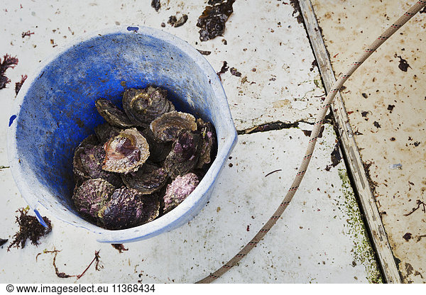 A bucket of shells  oysters.