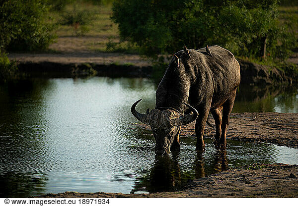 A buffalo  Syncerus caffer  stands in a dam and drinks water.