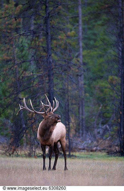 A bull elk bugles at the edge of a meadow