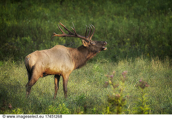 A Bull Elk Bugling in the Morning Sun