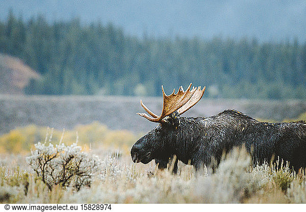 A bull moose stands in a sagebrush field during golden hour.