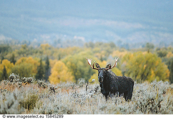 A bull moose stands in a sagebrush field during golden hour.
