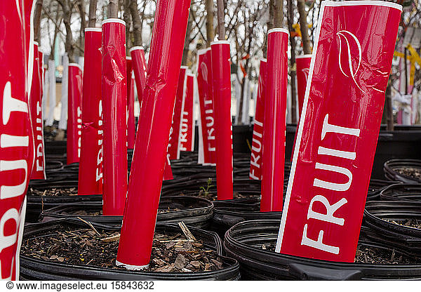a bunch of small potted fruit trees with bright red labels
