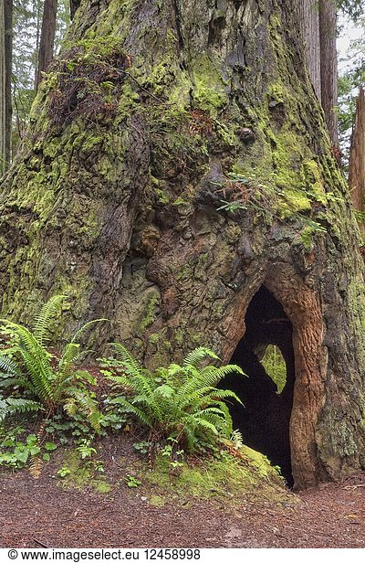 A Cal Barrel Road hallow giant redwood reveals a secret on its back side in Prarie Creek Redwoods State Park,  California,  USA.