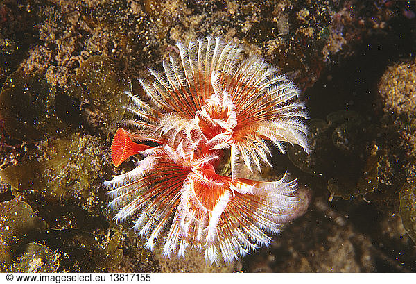 A calcareous tubeworm (Serpula sp.) A calcareous tubeworm (Serpula sp ...