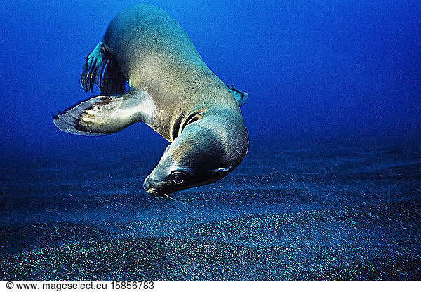A California Sea Lion pauses before continuing to play like a puppy.