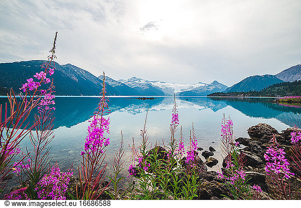 A calm alpine lake with flowers and snowy mountains
