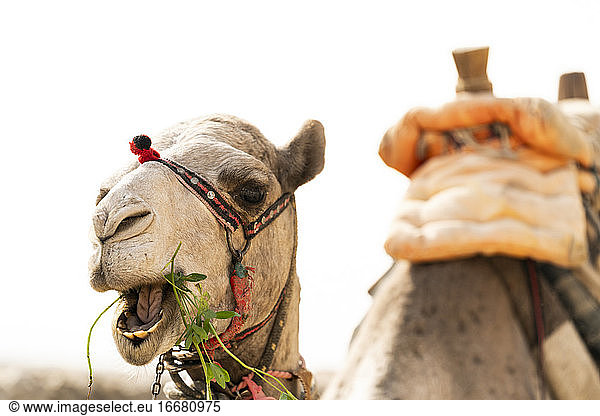 A camel eats grass in Giza  Egypt