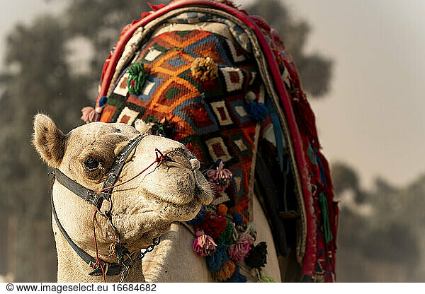 A camel stands in the desert waiting to give a ride in Giza  Egypt