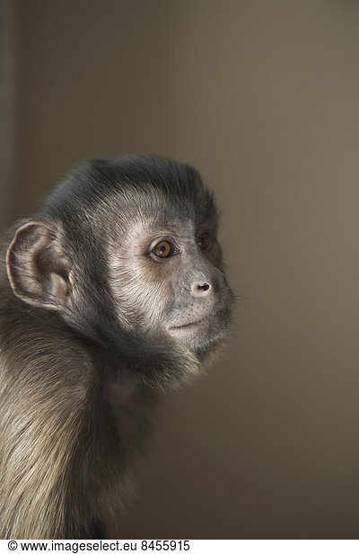 A capuchin monkey seated  head and shoulders.