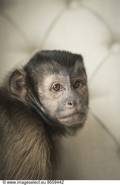 A capuchin monkey seated on a buttonbacked upholstered chair.