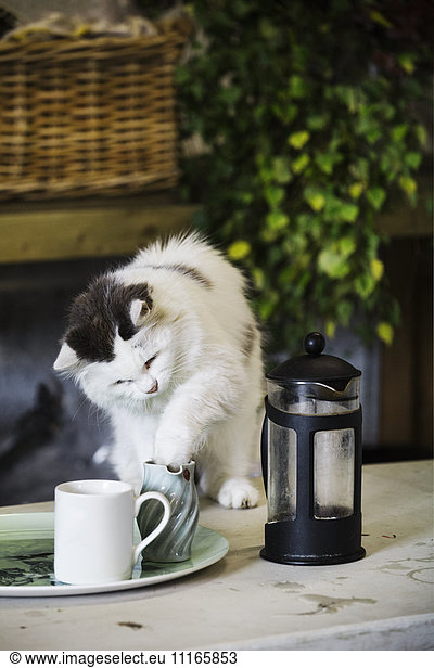 A cat on a garden table putting his paw into a milk jug. A coffee perculator and milk jug.