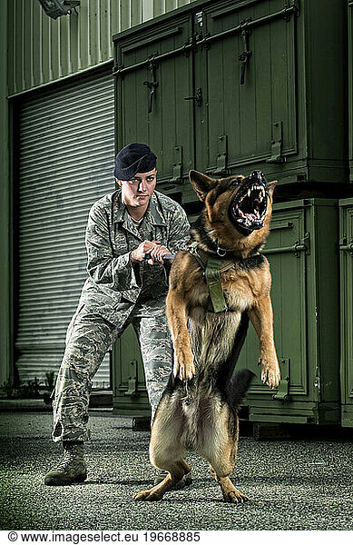 A Caucasian  female Air Force Security Forces Airman in uniform gives her military working dog a command to attack.