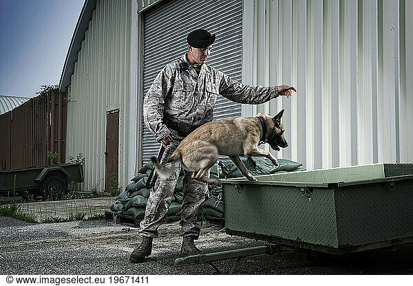 A Caucasian  male Air Force Security Forces Airman in uniform gives his military working dog a command to jump.