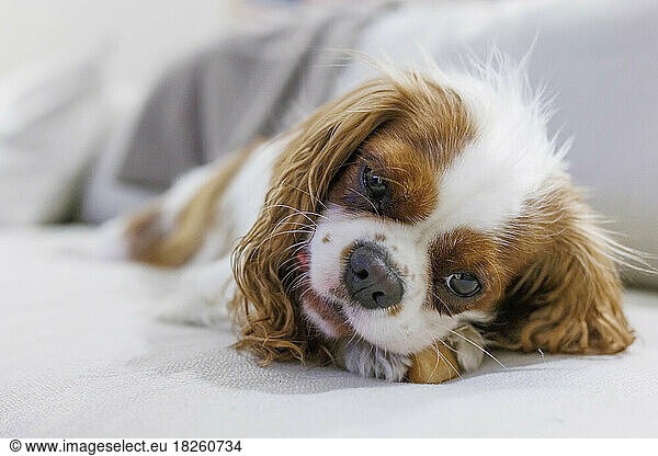 A Cavalier King Charles Spaniel enjoys a dog chew on a sofa.