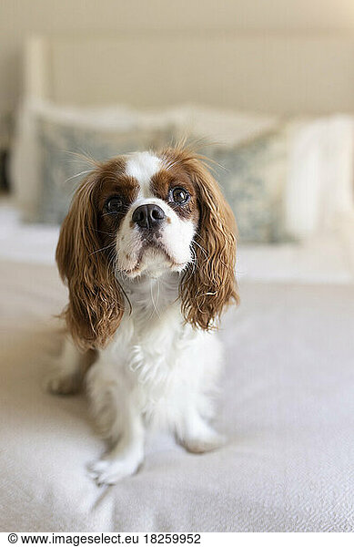 A Cavalier King Charles Spaniel puppy relaxes in a bedroom.