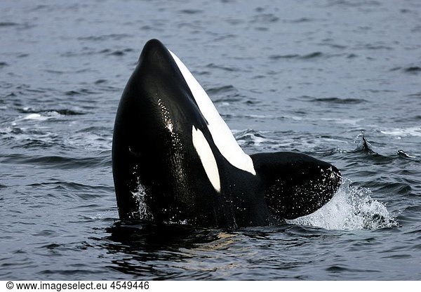 A celebratory breach after a group of five transient Orca Orcinus orca that chased  killed  and then ate a single Dall´s porpoise Phocoenoides dalli in Icy Strait  Southeastern Alaska The position of the actual kill was 58805 9íN 134857 0íW After the ki