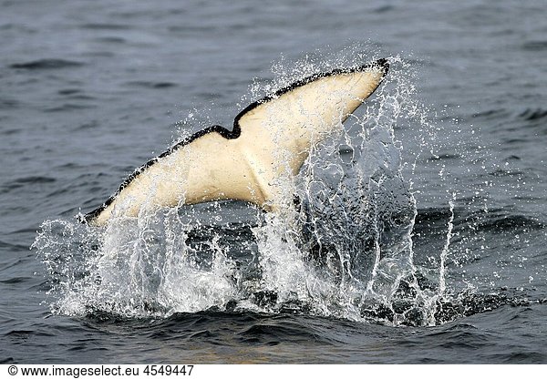 A celebratory tail slap after a group of five transient Orca Orcinus orca that chased  killed  and then ate a single Dall´s porpoise Phocoenoides dalli in Icy Strait  Southeastern Alaska The position of the actual kill was 58805 9íN 134857 0íW After the
