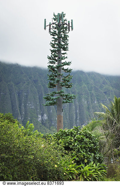 A Cell Signal Tower Camouflaged As A Tree Oahu  Hawaii  United States Of America