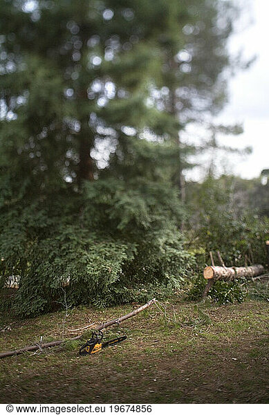A chainsaw sits next to a felled tree  Newcastle  California.