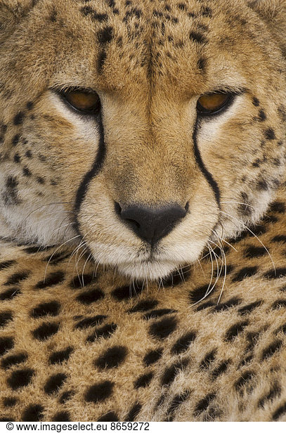 A Cheetah  Acinonyx jubatus  a close up of the face and spotted fur markings.