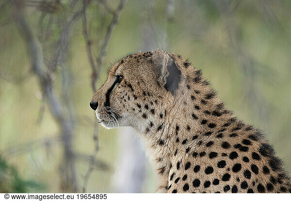 A cheetah  Acinonyx jubatus  gazes in front of him