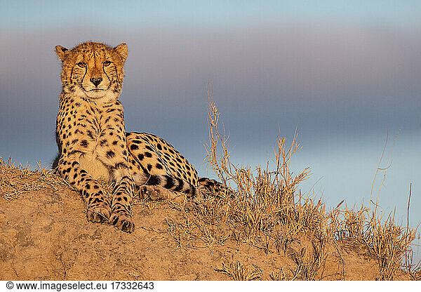 A cheetah  Acinonyx jubatus  lies on a termite mound in the sun