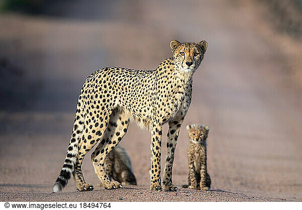 A cheetah and cub  Acinonyx jubatus  stand together  direct gaze.