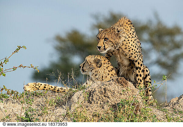 A cheetah and her sub adult cub Acinonyx jubatus  together on a termite mound.