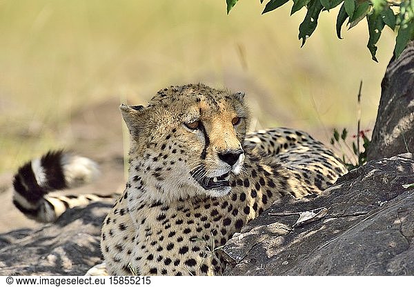 A cheetah naps in the shade of a tree