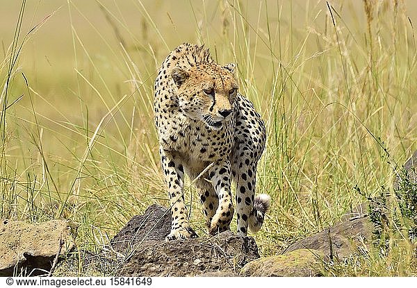 A cheetah roams the savannah
