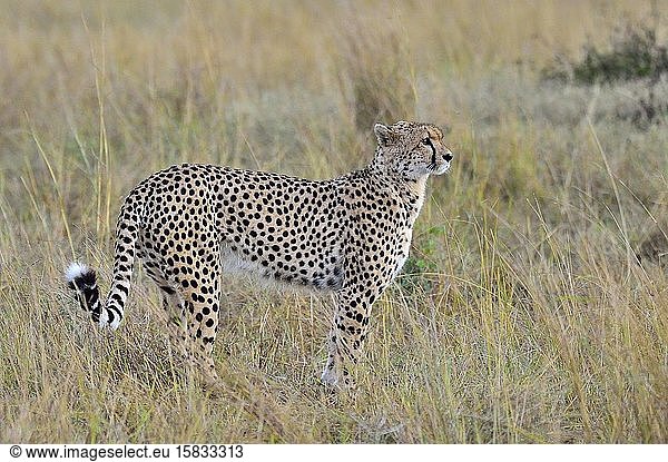 A cheetah walks the savannah