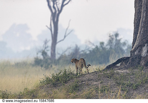 a cheetah watching over the surroundings from a mound of earth