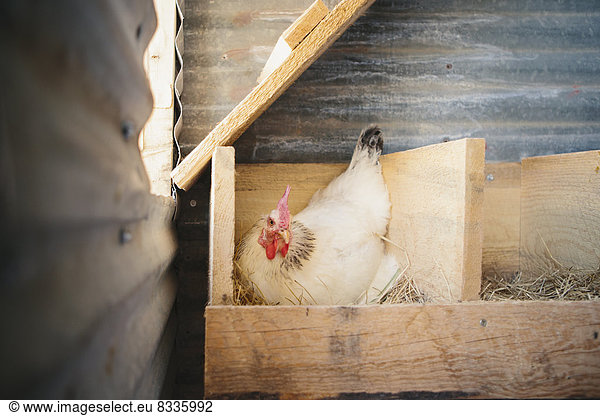 A chicken laying an egg in a nest box in a henhouse.
