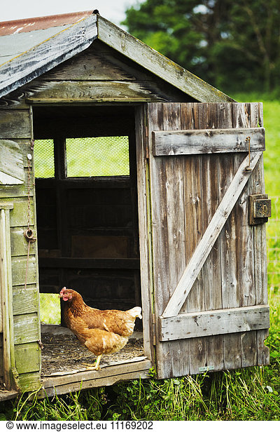 A chicken standing in the door of a coop.