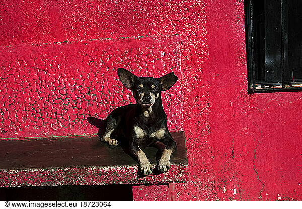 A Chihuahua rests on a brightly colored bench.