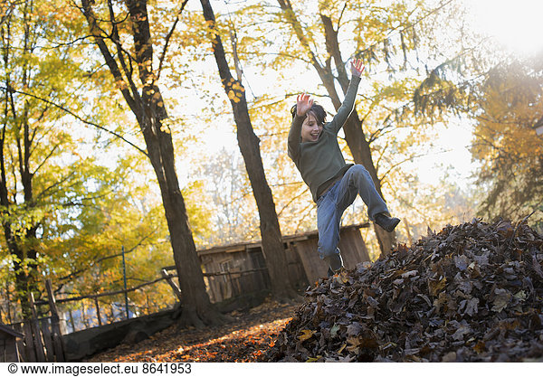 A child in autumn sunshine in a woodland. Leaping into a large pile of raked up autumn leaves.