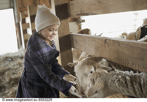 A child in the animal shed letting the sheep feed from her hand.