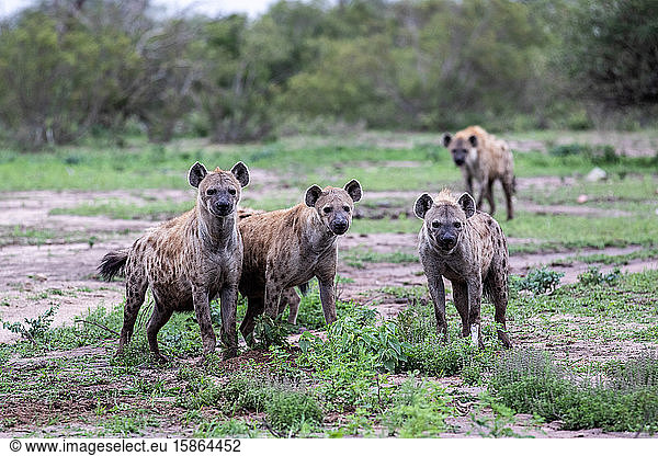 A clan of spotted hyenas  Crocuta crocuta  stand together  direct gaze