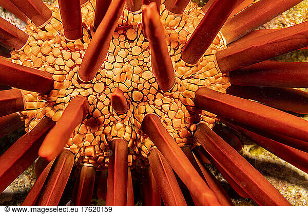 A close look between the spines of a slate pencil sea urchin (Heterocentrotus mammillatus); Hawaii  United States of America