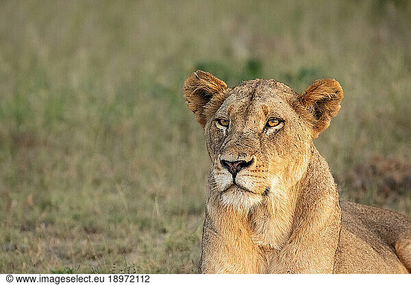 A close-up of a lioness's face  Panthera leo.