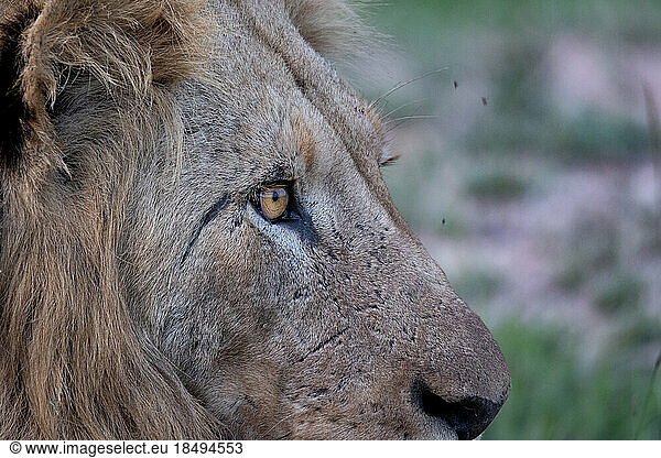 A close-up of a male lion's eye  Panthera leo.