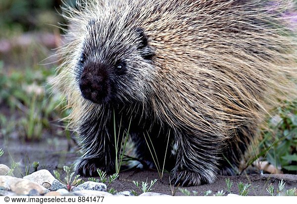 A close up of a porcupine walking forward