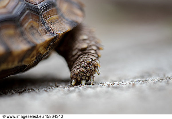 A close up of a tortoises foot  Stigmochelys pardalis