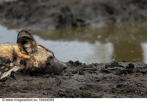 A close-up of a wild dog  Lycaon pictus  lying next to a dam  side profile.
