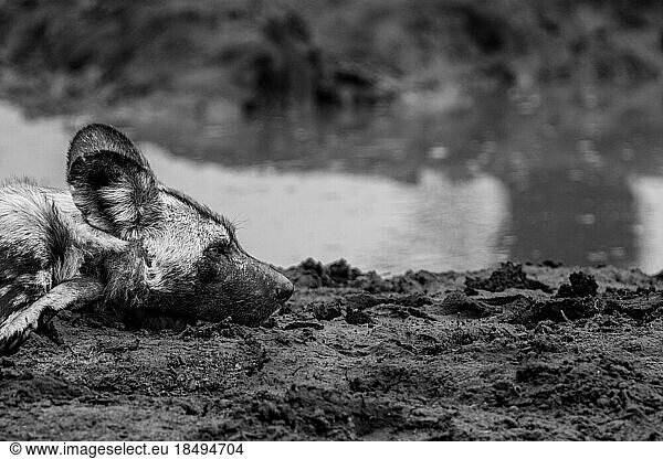A close-up of a wild dog  Lycaon pictus  lying next to a dam  side profile. In black and white.