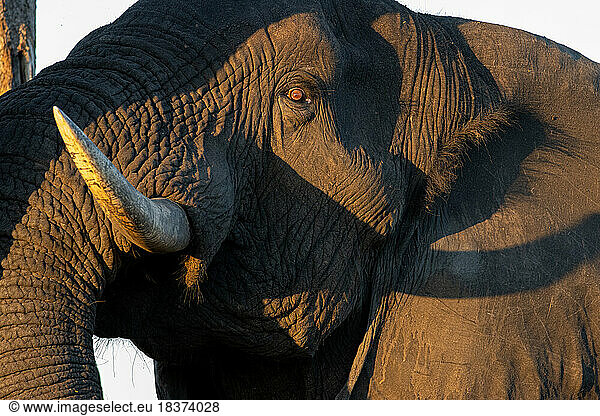 A close-up of an elephant bull Loxodonta africana.