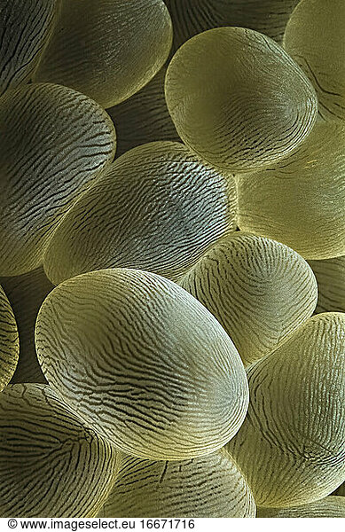 A close-up of Lichtenstein's bubble coral (Physogyra lichtensteini).